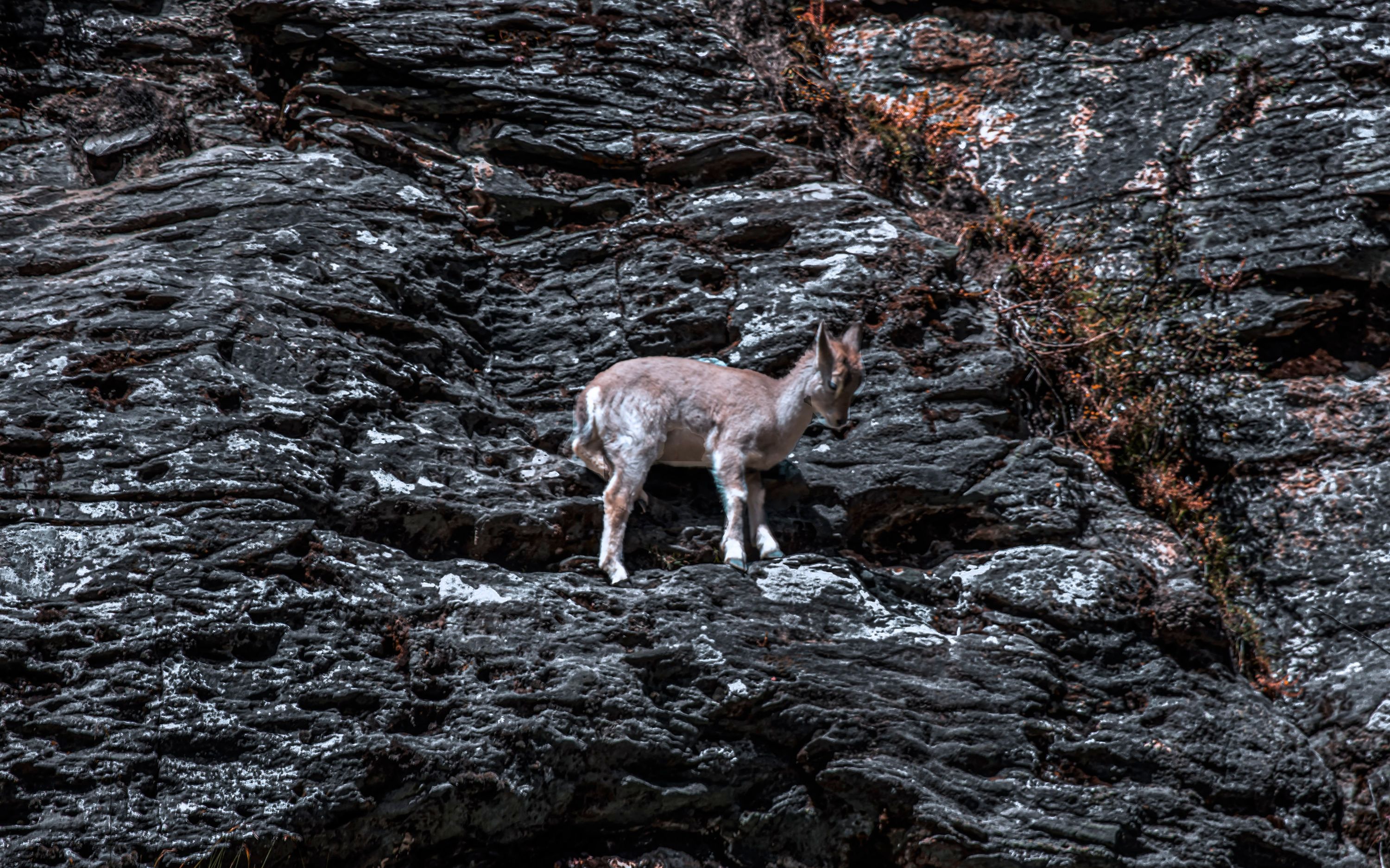 稻城亚丁:神山绝壁上,勇敢的小岩羊