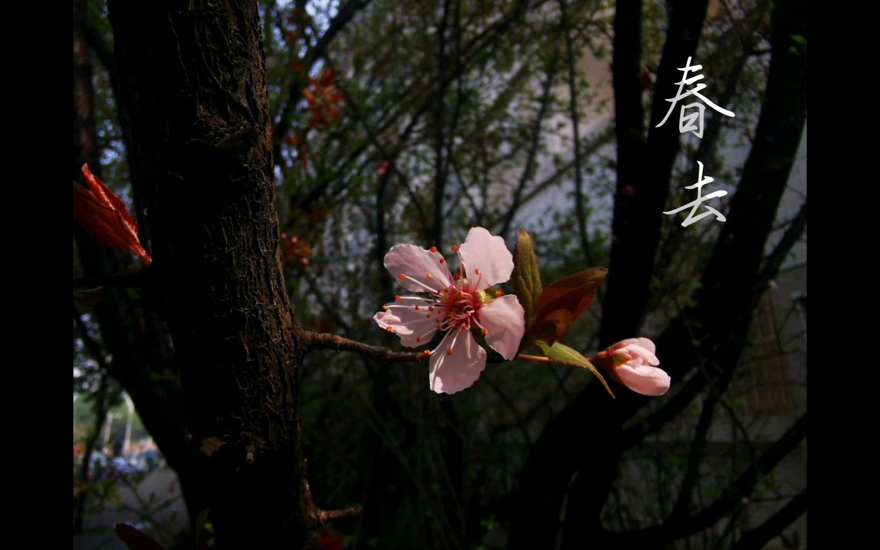 春去草木之春不久歸百般紅紫鬥芳菲韓愈晚春