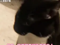 下载视频: 奶牛猫：妈妈酱它可是狸花猫啊，我不是你最爱的咪咪了吗