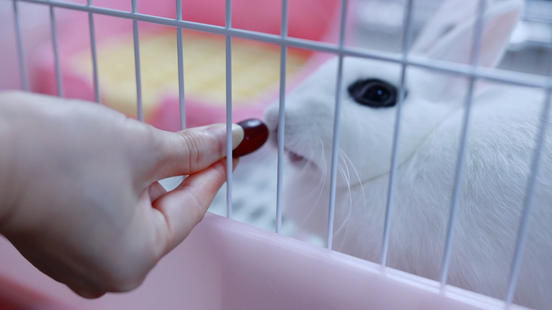 4k超清兔子吃水果提子