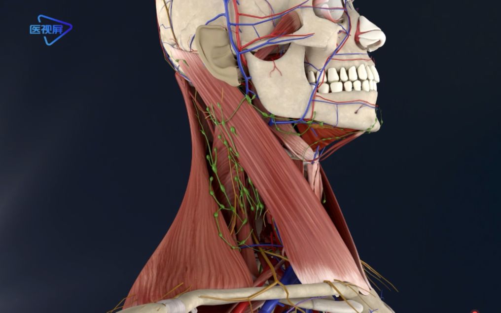 局部解剖颈部的境界与分区哔哩哔哩bilibili