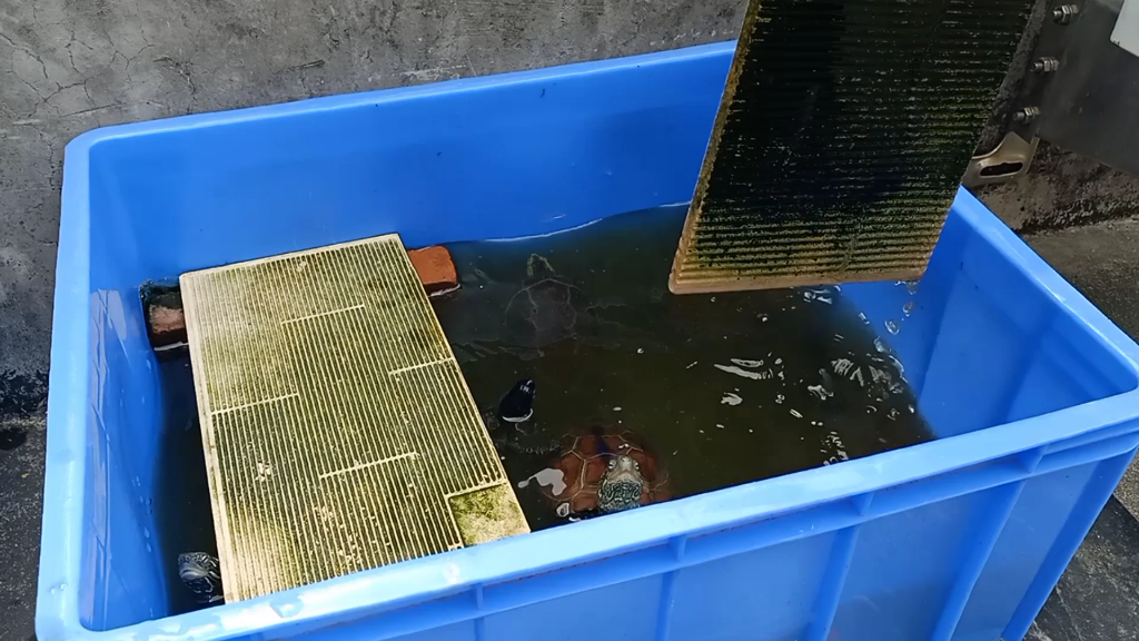 居家隔离在楼顶给乌龟换水喂食