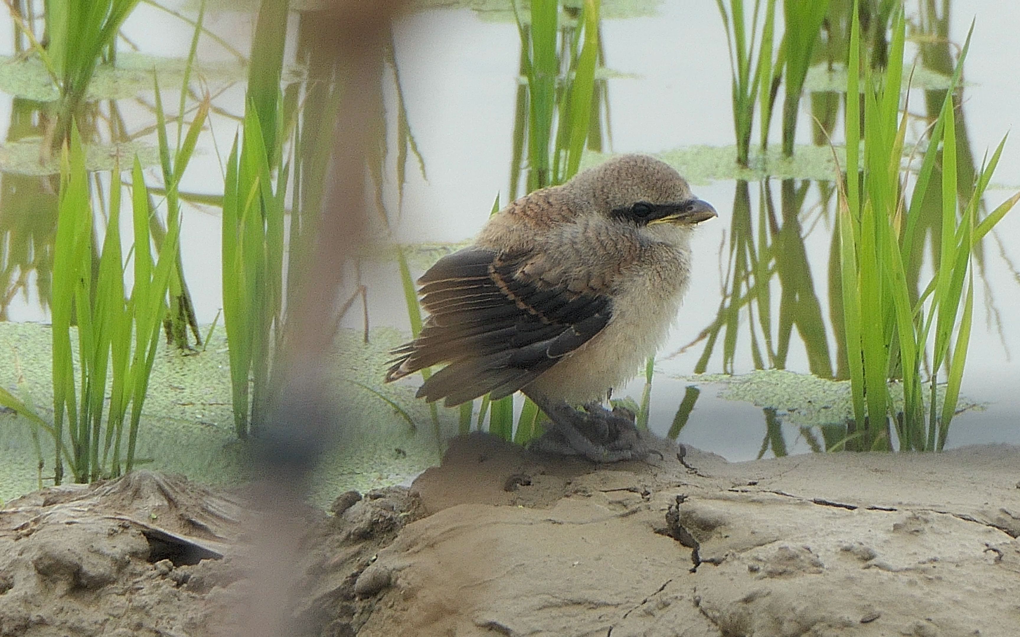 可爱的棕背伯劳幼鸟