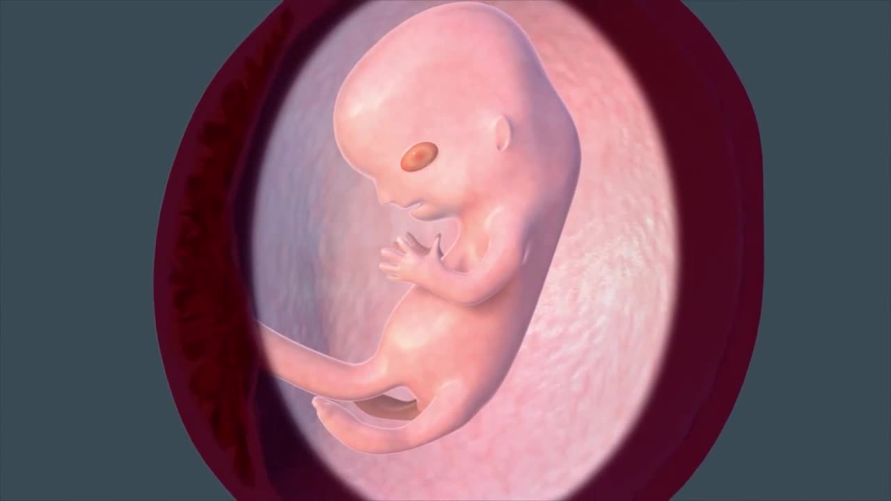 3d动画演示胚胎到胎儿