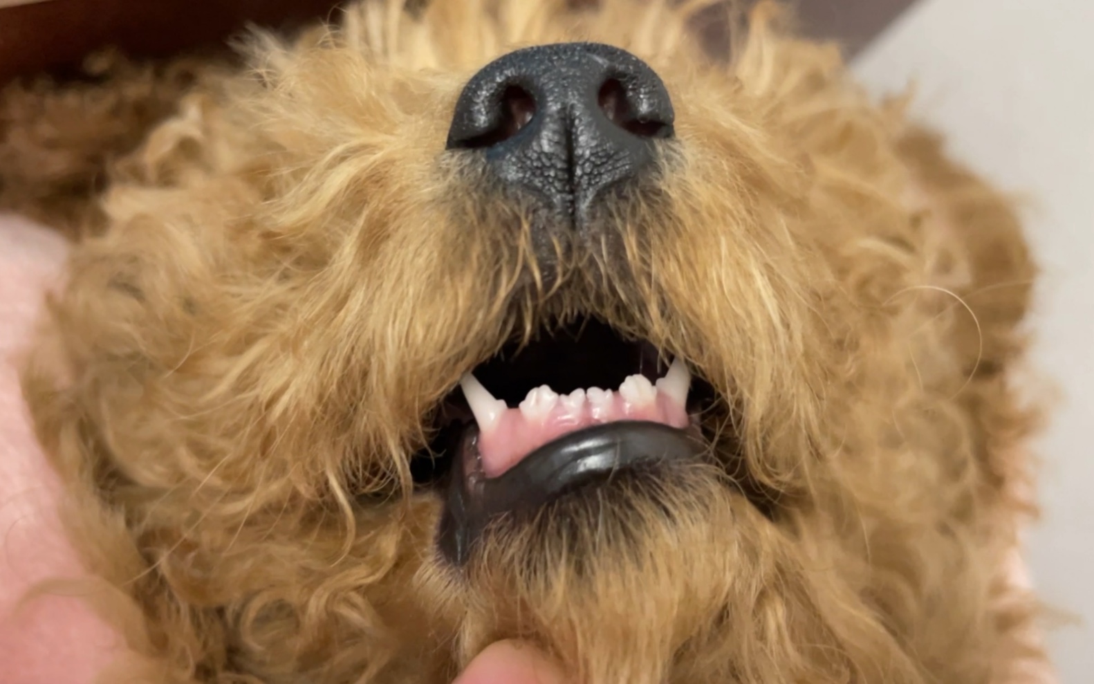 《小小狗》-小小狗的牙齿篇