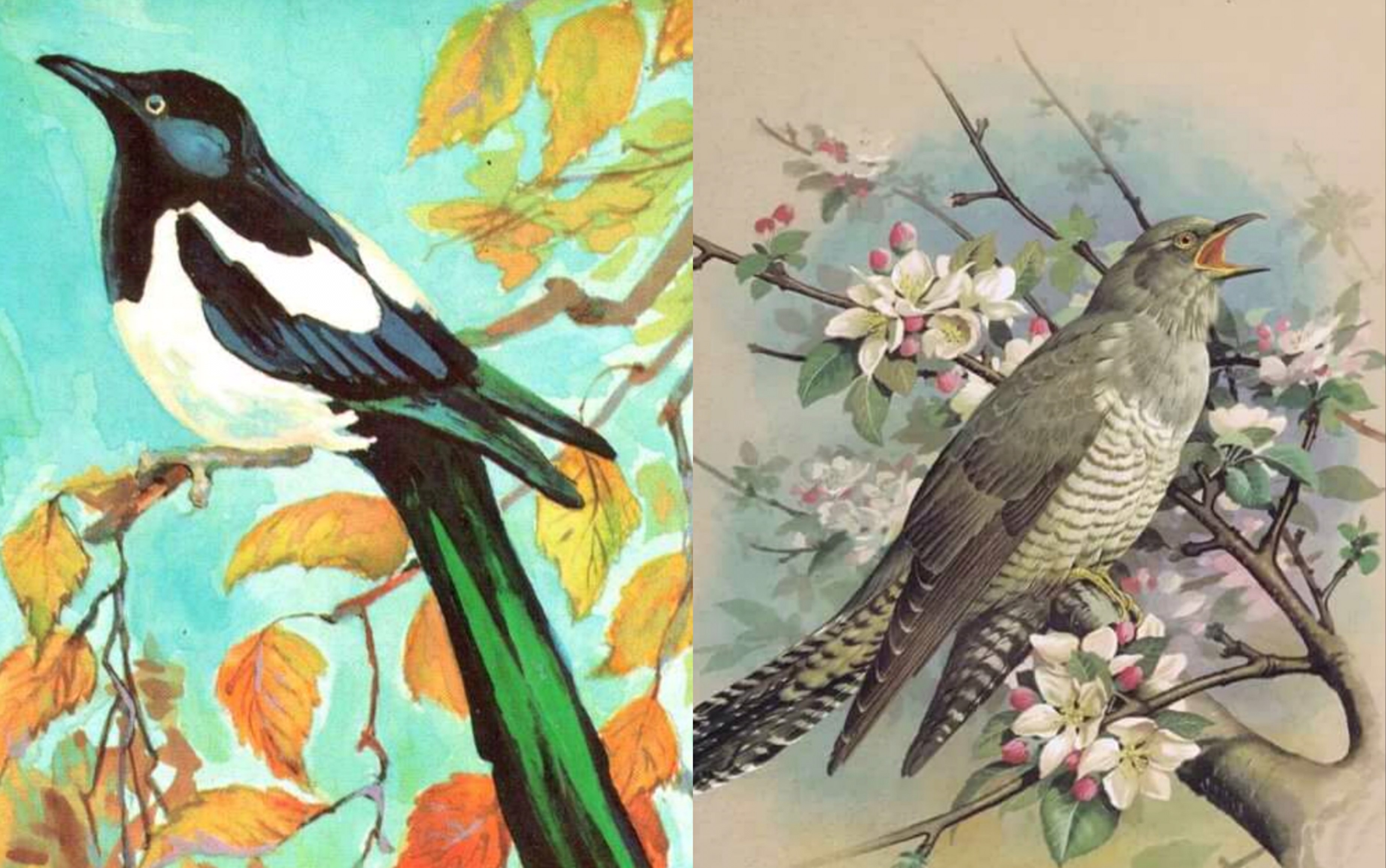 俄语世界中的动物形象9喜鹊杜鹃