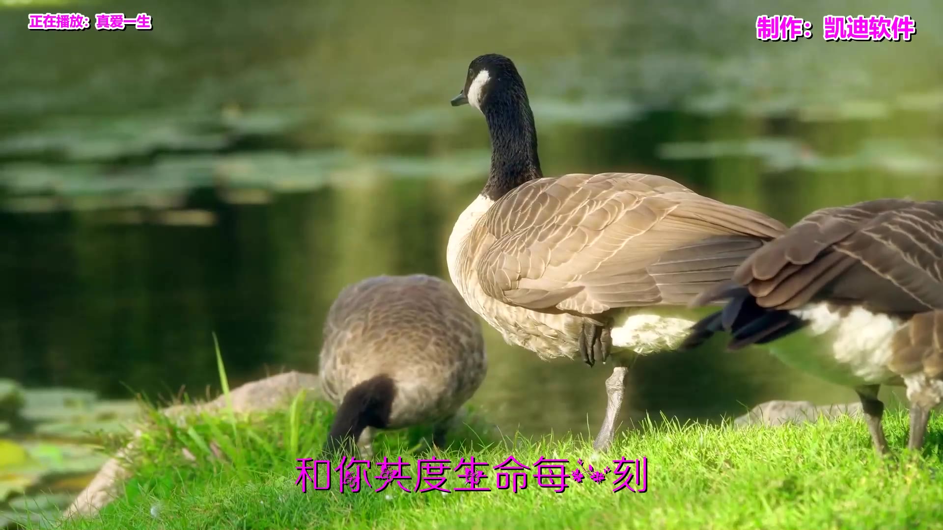 《真爱一生》欣赏,如何制作mv音乐