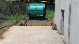 玩耍的奶豆,视频来自抖音临汾动物园汾林旅游的直播哔哩哔哩bilibili