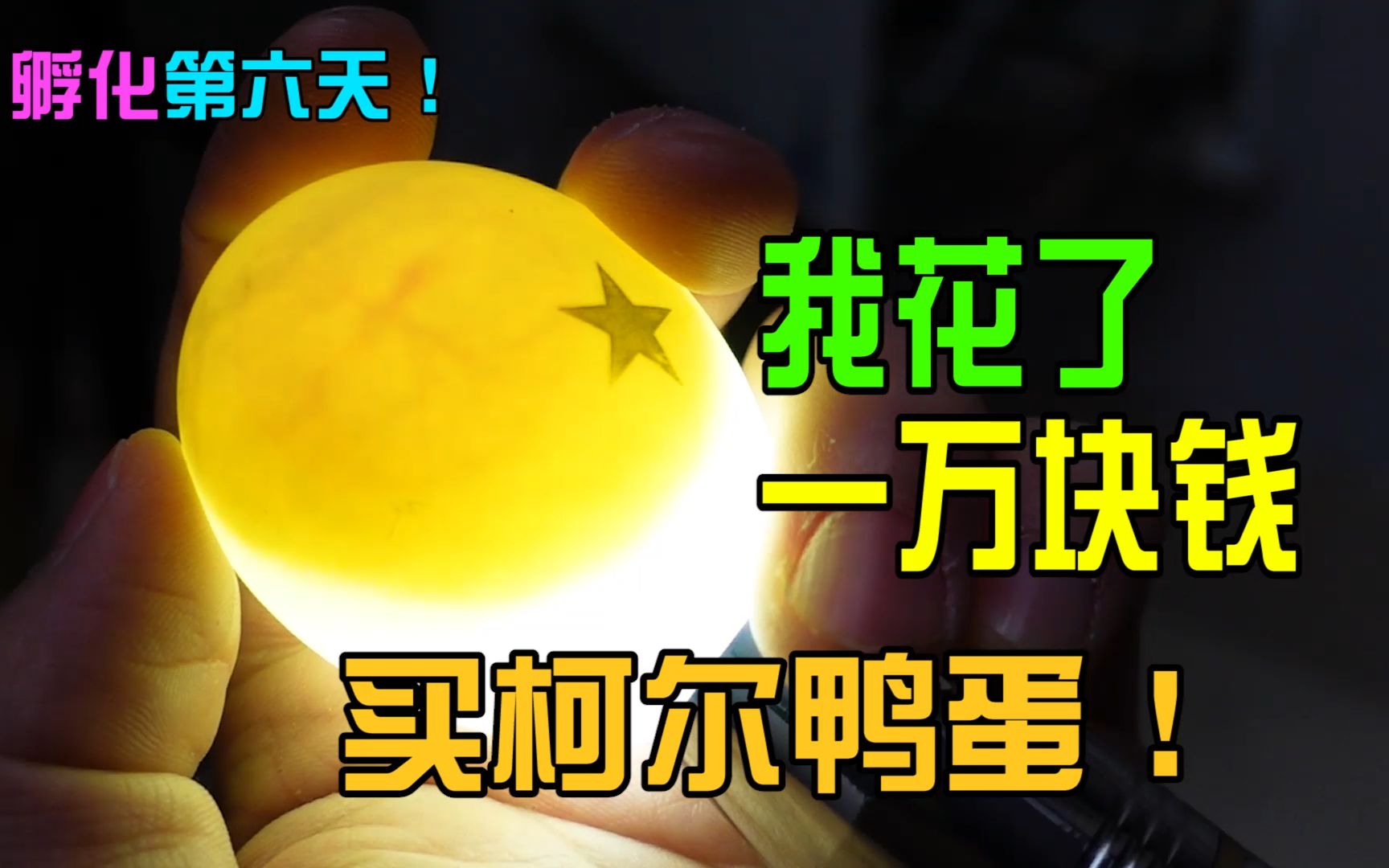 【柯尔鸭第三集】我花了10000块钱买了4个柯尔鸭蛋自己孵化,今天是第六天了,我打开孵化箱一看当场蒙了哔哩哔哩bilibili