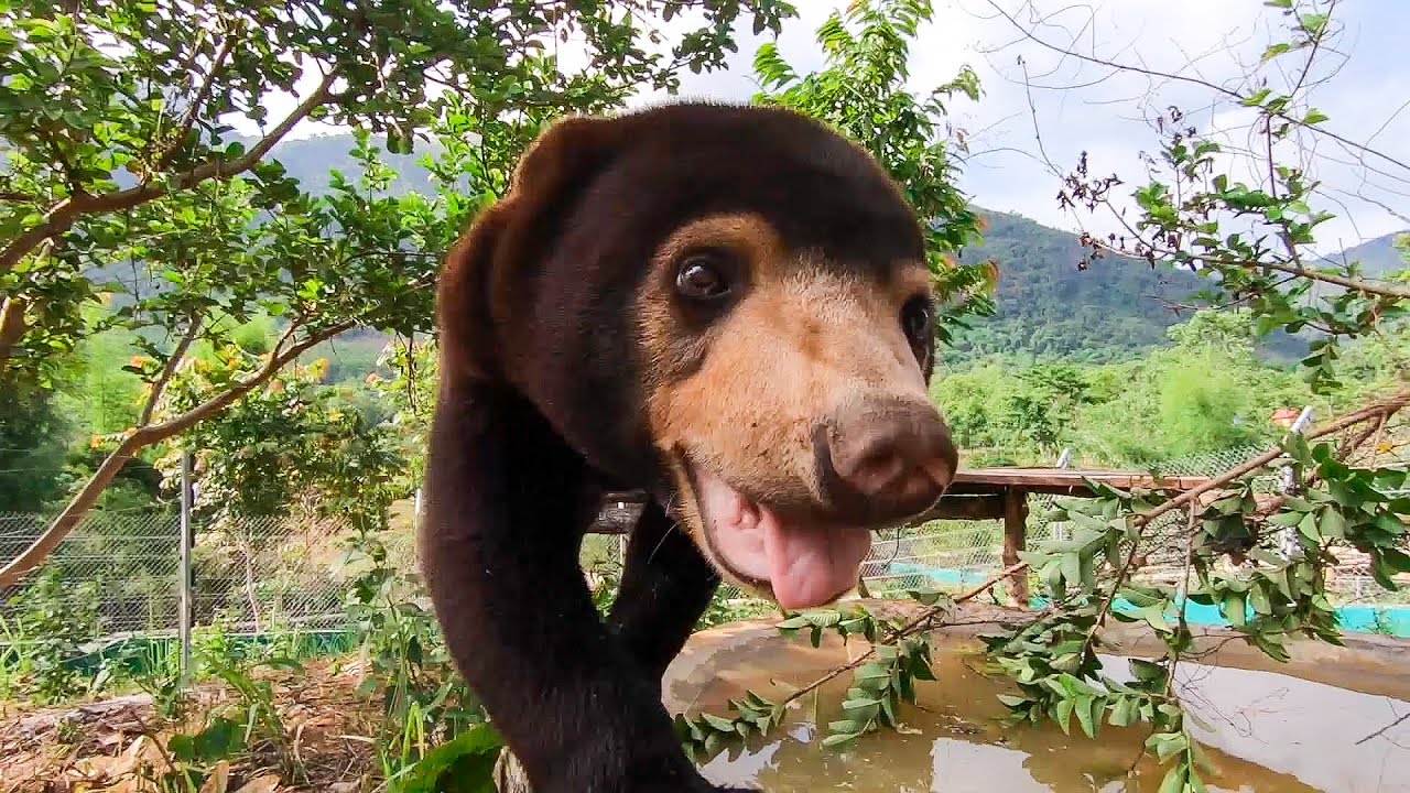 BBC地球 14 Reasons Sun Bears Are Your New Favourite Animal | Bears About The Hous哔哩哔哩bilibili