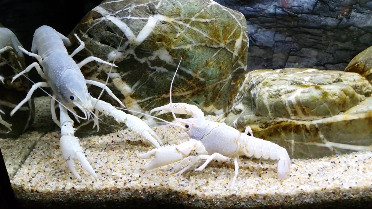 什么叫王霸之气,看看白龙虾的气场,直接吓得对手逃跑~(≧▽≦)