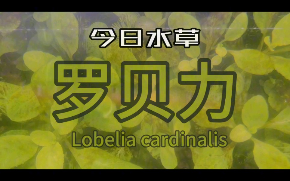 【水草科普】:青菜,罗贝力水草(罗贝利)哔哩哔哩bilibili