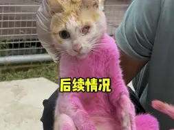 Descargar video: 你们要的染色猫猫后续情况：现在虽已面目全非，可灵魂依旧炽热， 心底那份执着仍在#明仔团队 #流浪猫救助 #捡猫视频真实记录