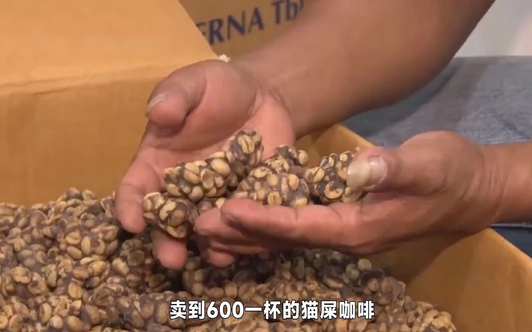 如奢侈品一般存在的"猫屎咖啡",竟然真的是用猫屎加工的猫屎咖啡 涨