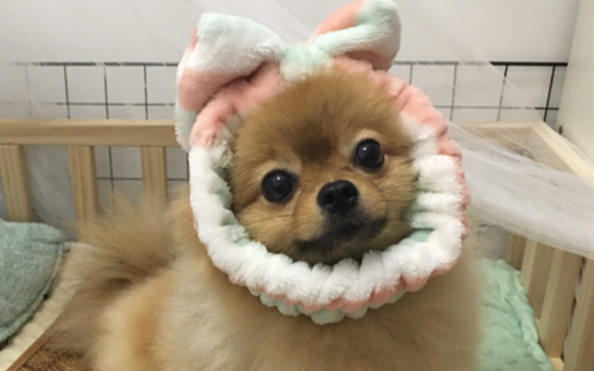 可爱小狗在线撒娇求投喂