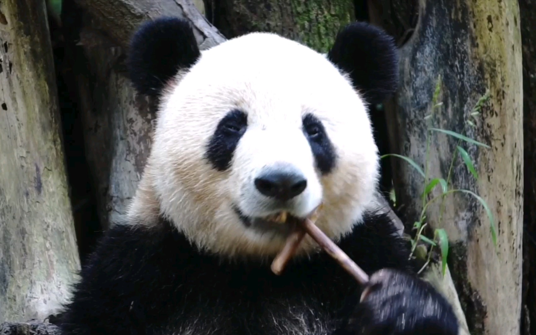 【大熊猫艾米韵文】娇娇的米猪坐在文喵的后面吃播