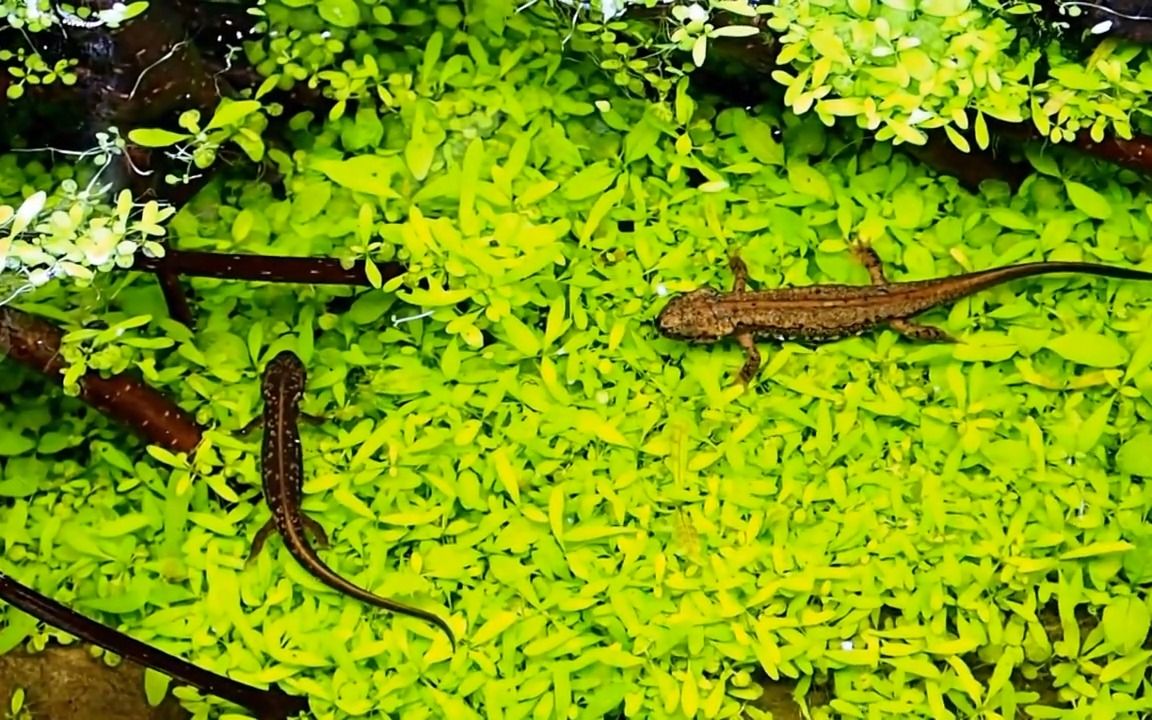 日本剑尾蝾螈进入生物活性装置(生态缸)