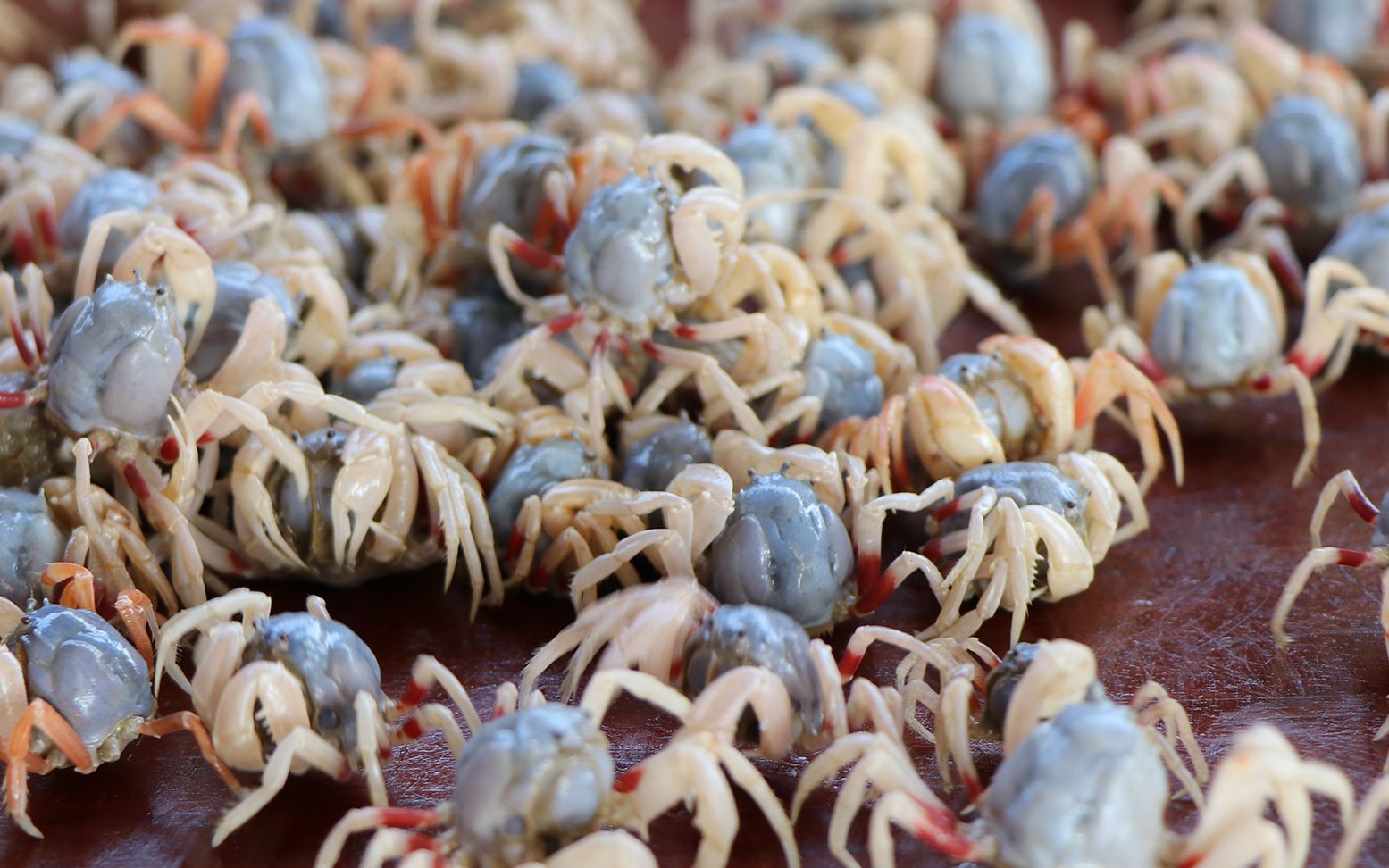 阿旺赶海发现密密麻麻的沙蟹,几分钟就爆桶了,实在太壮观了