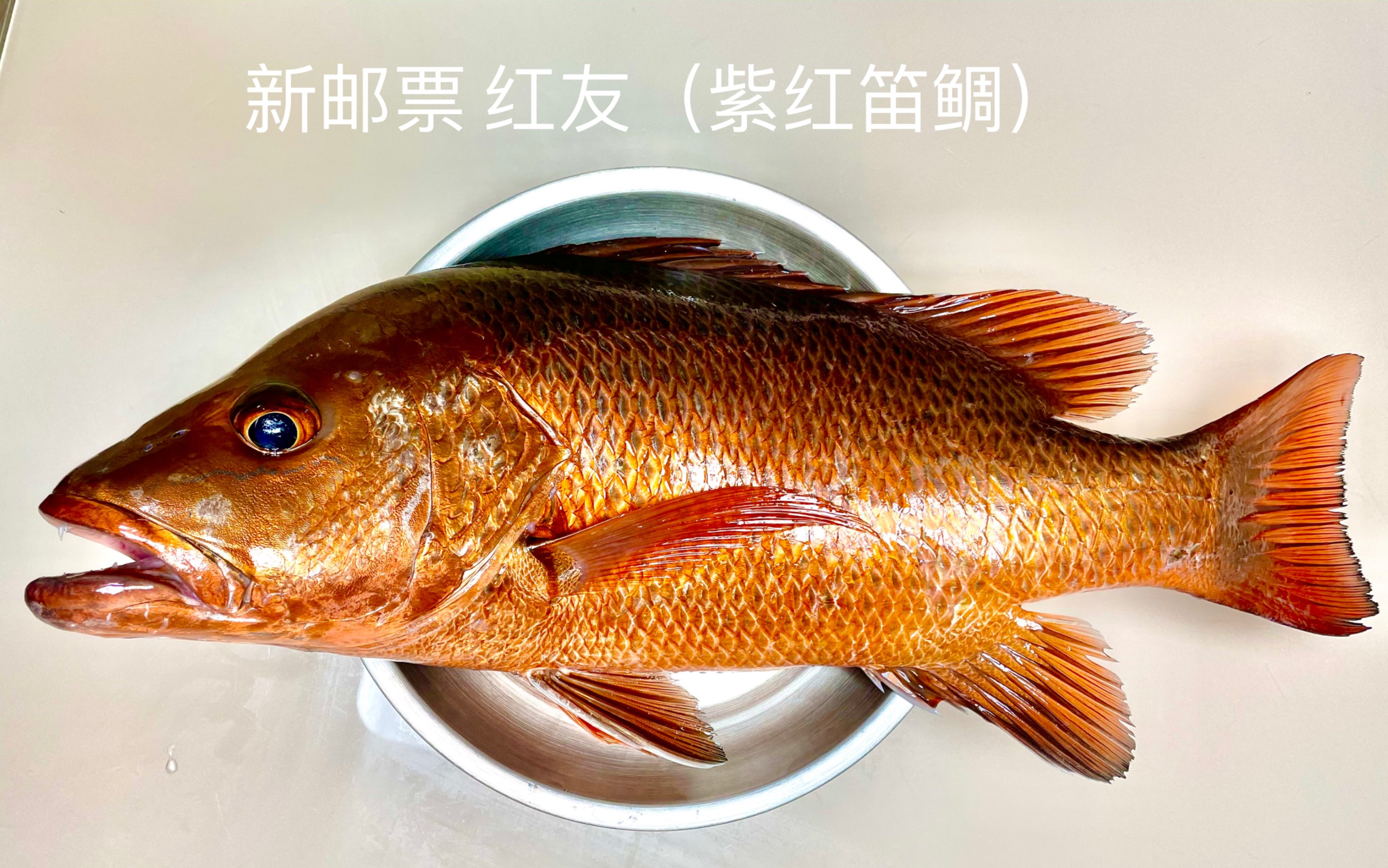 12.12 深圳湾游艇会 新邮票 红友(紫红笛鲷)