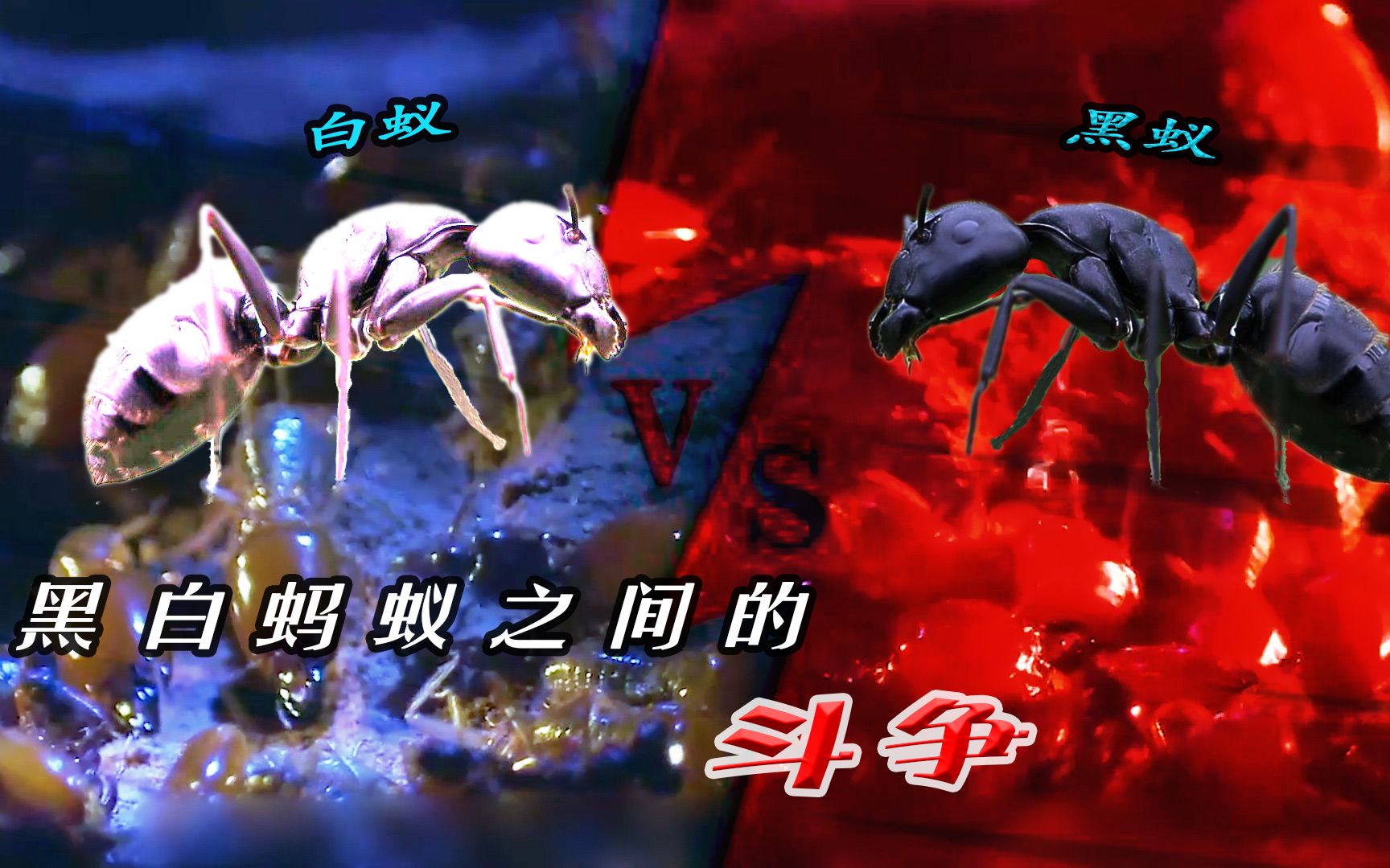30000只黑蚂蚁对战50000只白蚁倒底谁更厉害10大经典纪录片