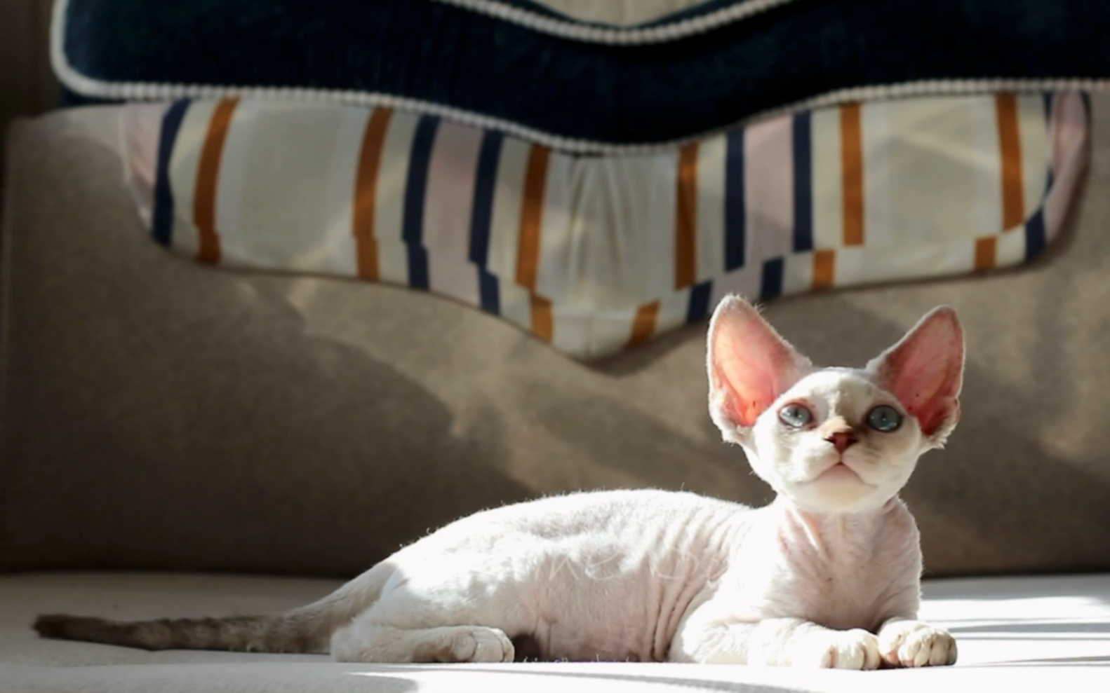 德文卷毛猫山猫德文