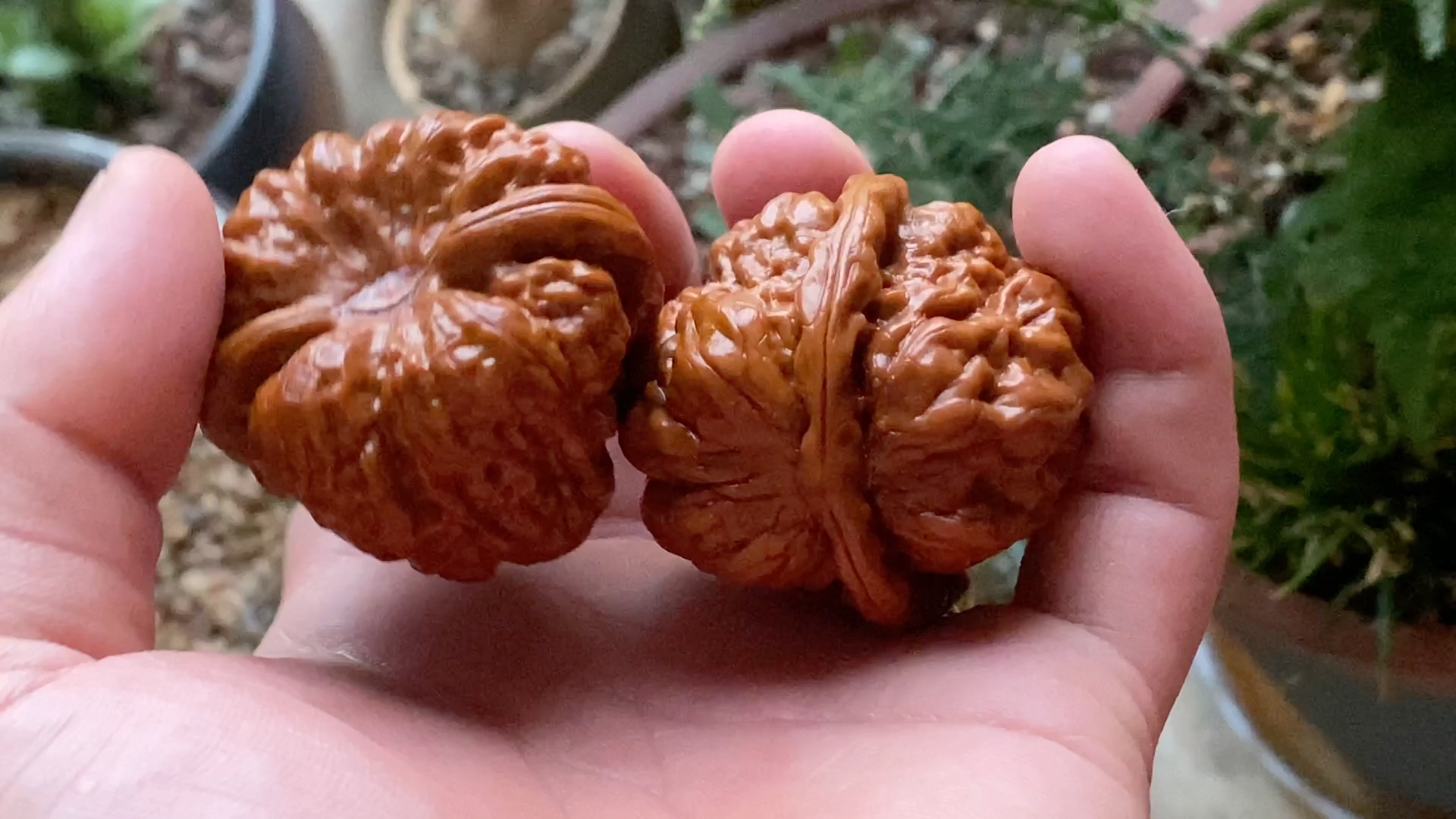 金蟾蛤蟆头 文玩核桃