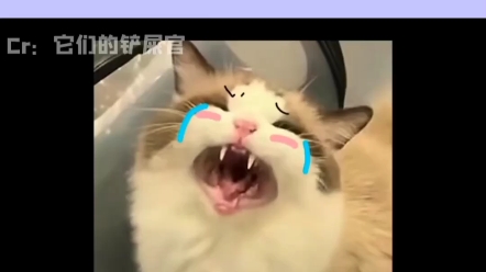 猫猫:出去找别的猫?再也不和你好了哔哩哔哩bilibili