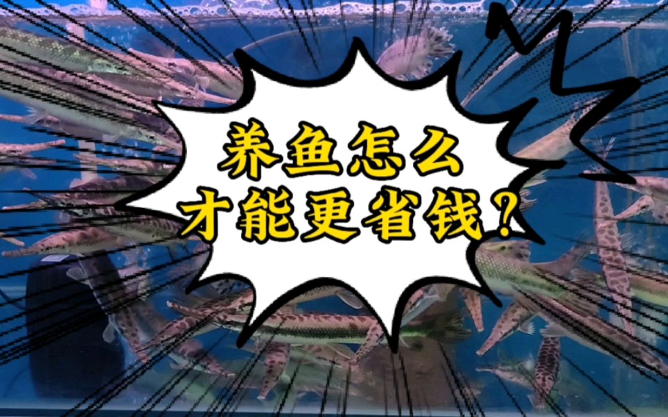 养鱼怎么省钱?用生活用品完美代替水族用品!看完能省好几百!哔哩哔哩bilibili