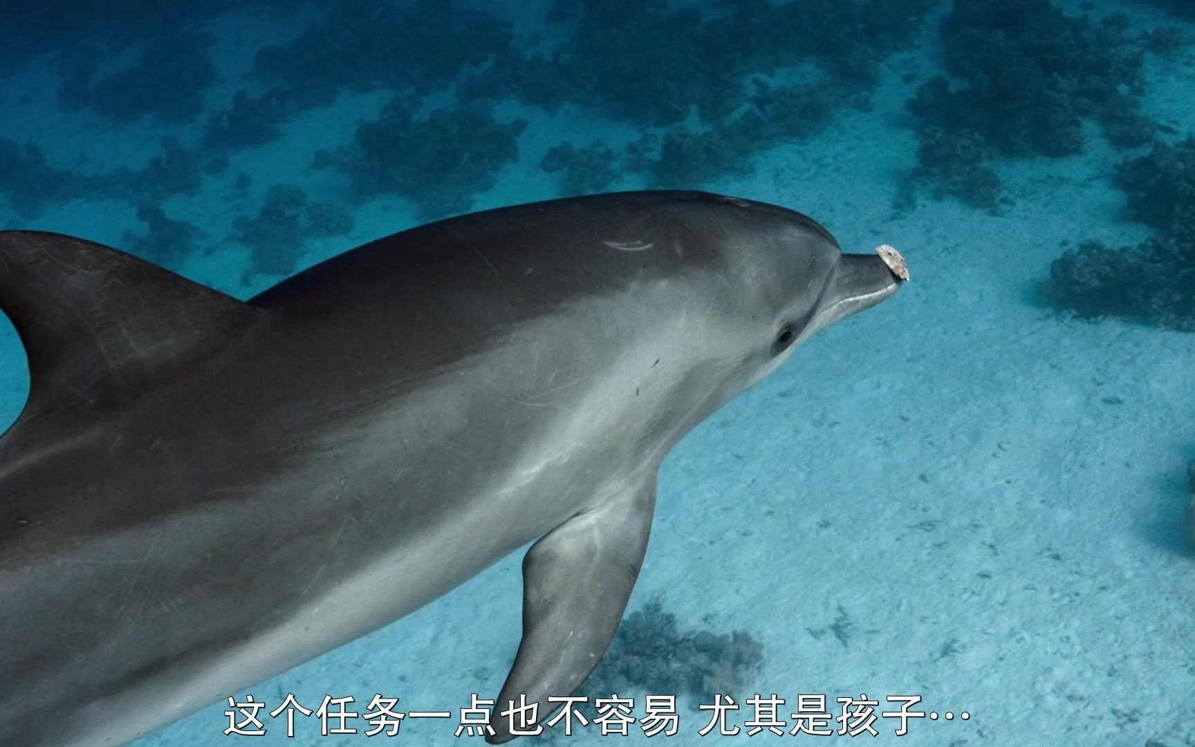 海豚礁 Dolphin Reef (2020) 中文字幕哔哩哔哩bilibili