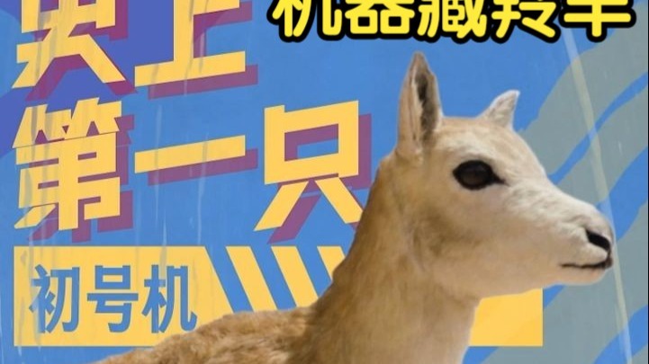 全球首只“机器藏羚羊”！云深处科技机器狗深入可可西里腹地，协同守护藏羚羊