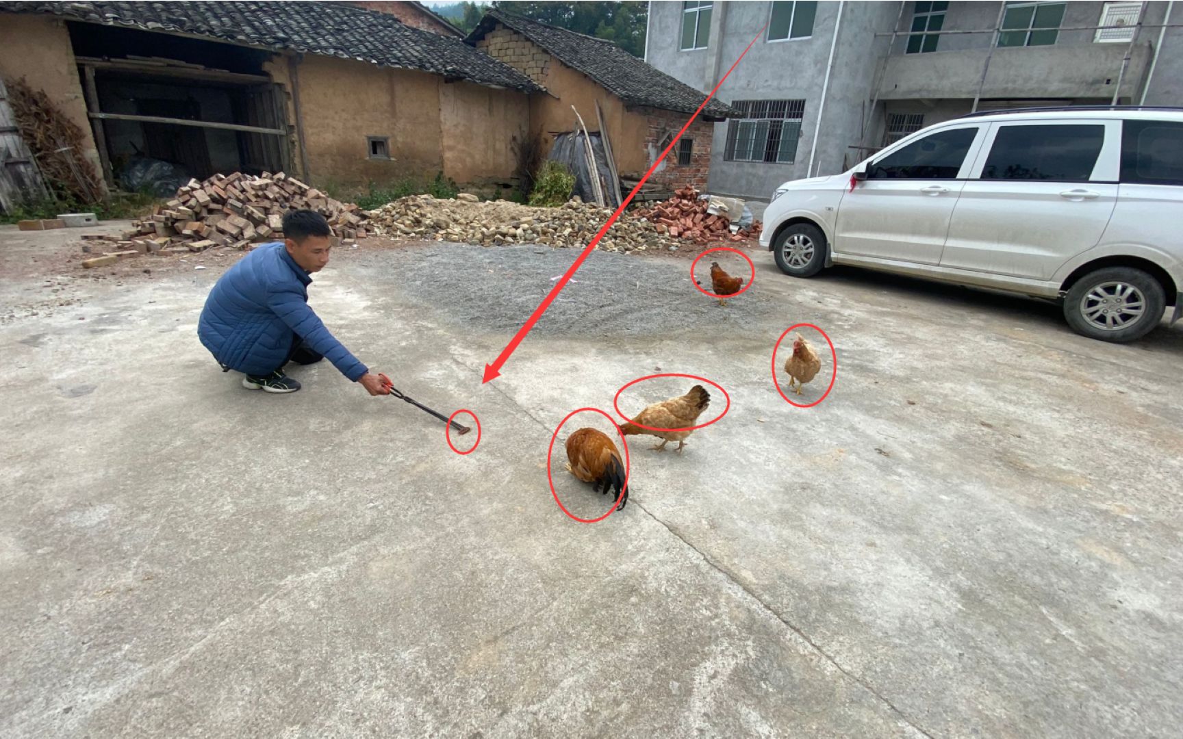 蜈蚣大战3只公鸡1只母鸡,结果你猜到了吗?镜头记录了全过程