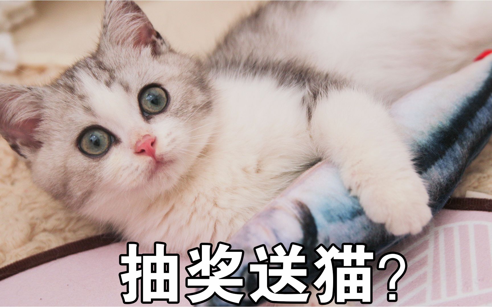 [图]不忍直视，猫咪女主人丧心病狂，把猫当做成礼物送网友【10w粉丝礼物】@花花与三猫CatLive