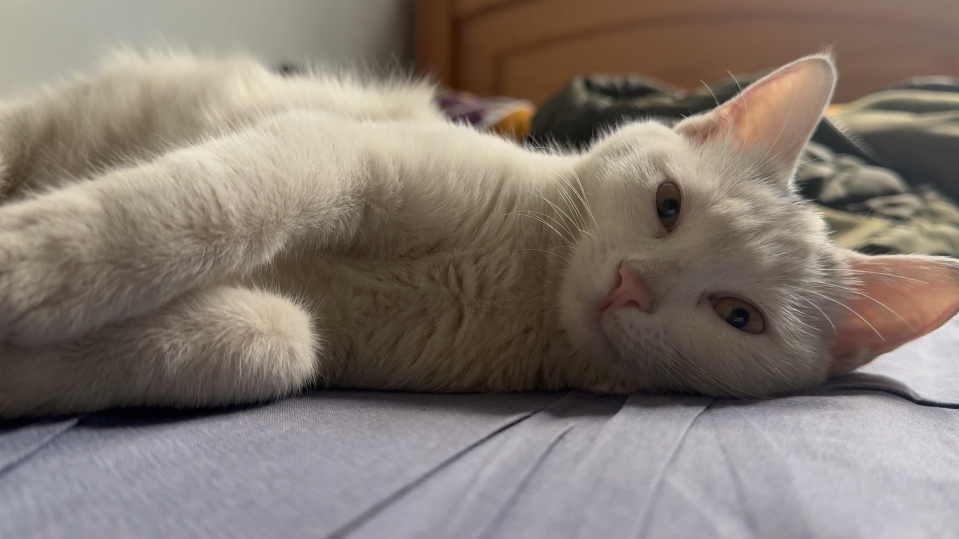 睡醒的哈基米很可爱