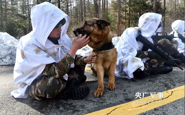 [图]逆天技能！如果军犬会说话 而且是方言……