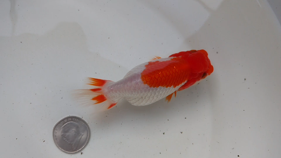 明两岁宇野兰寿