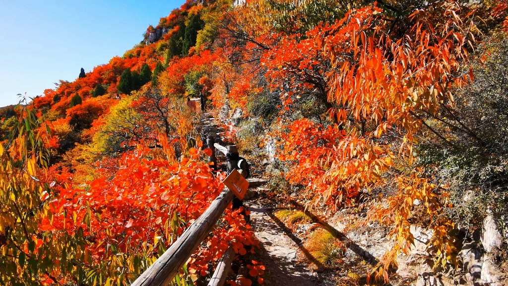 太原的崛围山步道的红叶太美了哔哩哔哩bilibili