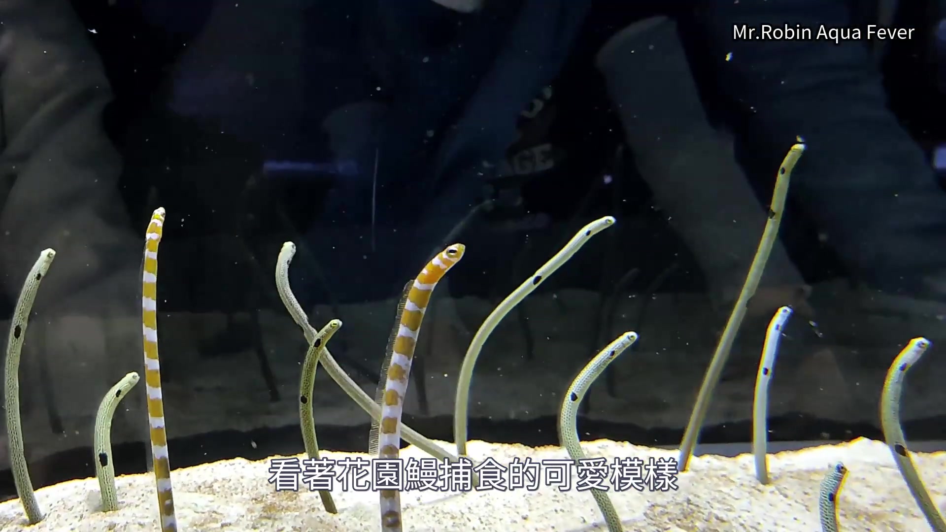 日本東京墨田水族館花園鰻餵食秀