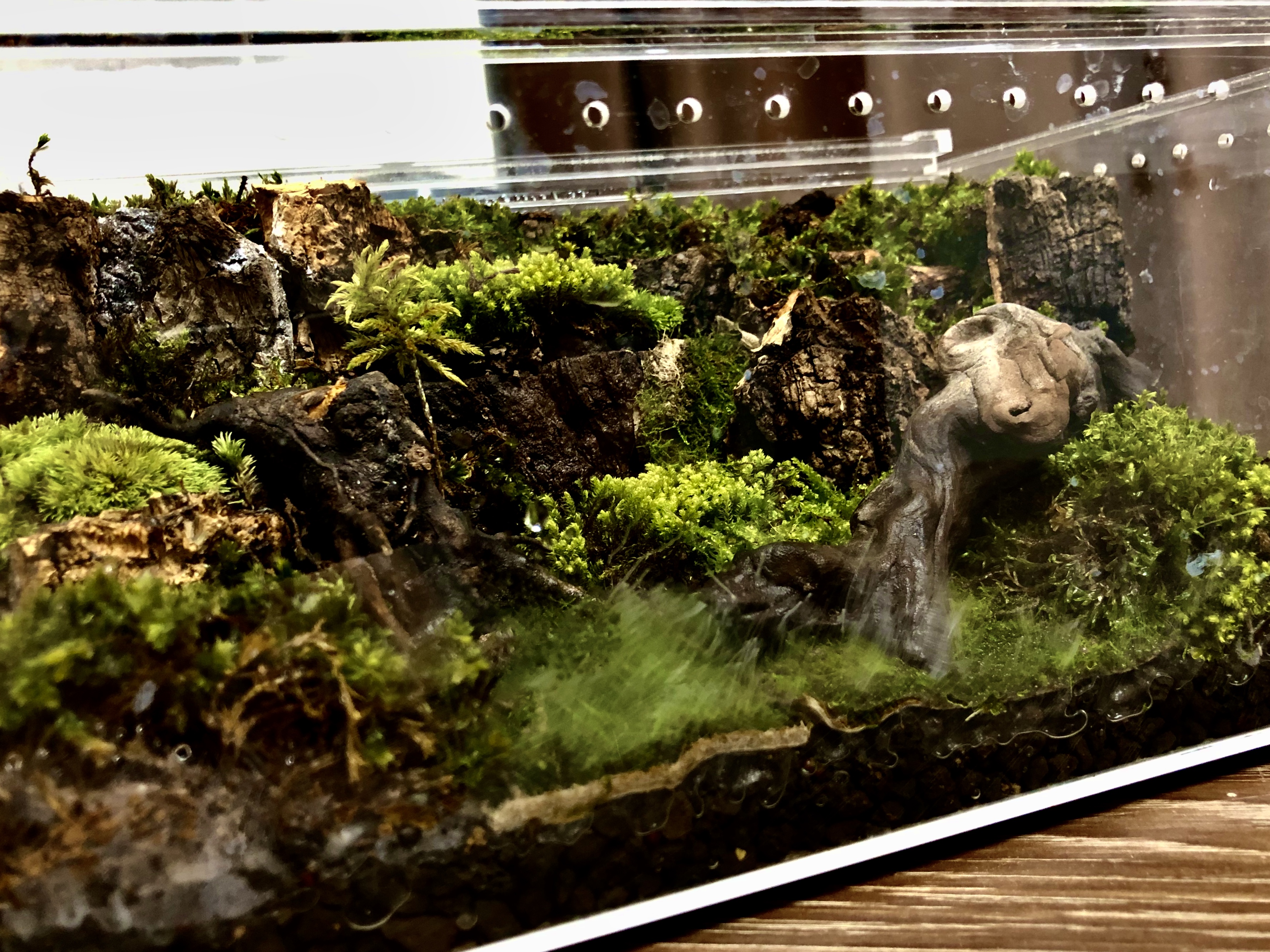苔藓生态缸,还没想好养什么!