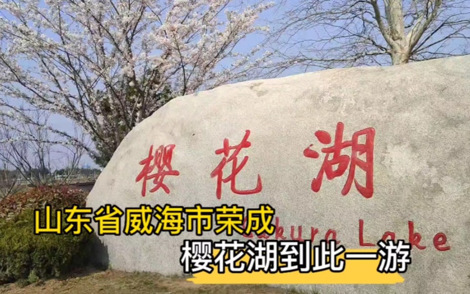 山东省威海市荣成,樱花湖到此一游!想看樱花的赶快.