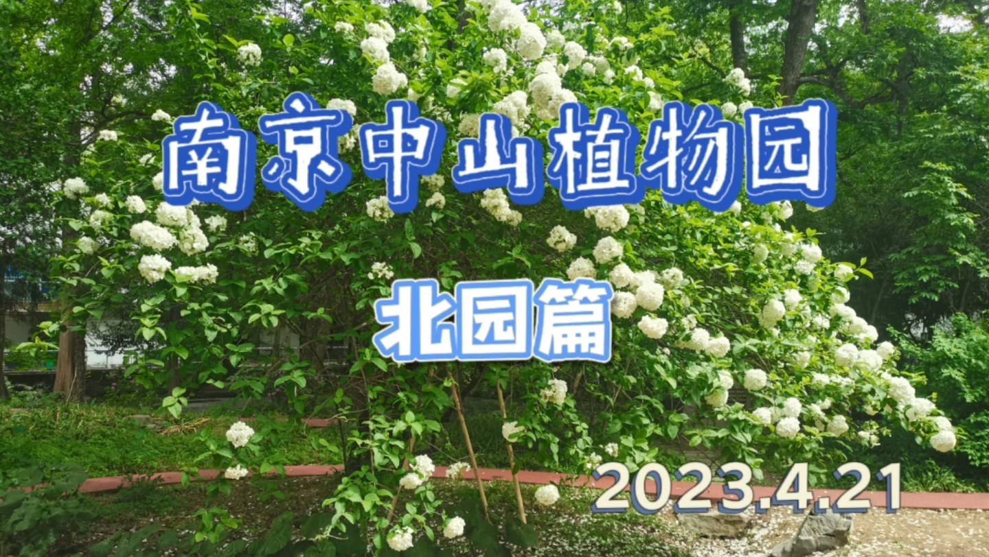 【南京中山植物园】北园篇哔哩哔哩bilibili