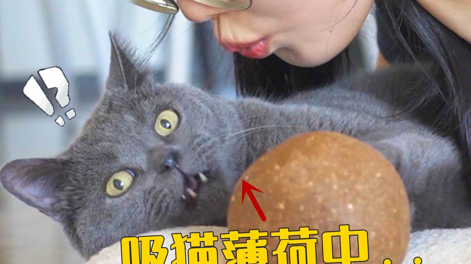 在猫咪最快乐的时候猛亲它,猫会什么反应?-萌猫宝哥哥-萌猫宝哥哥-哔哩哔哩视频