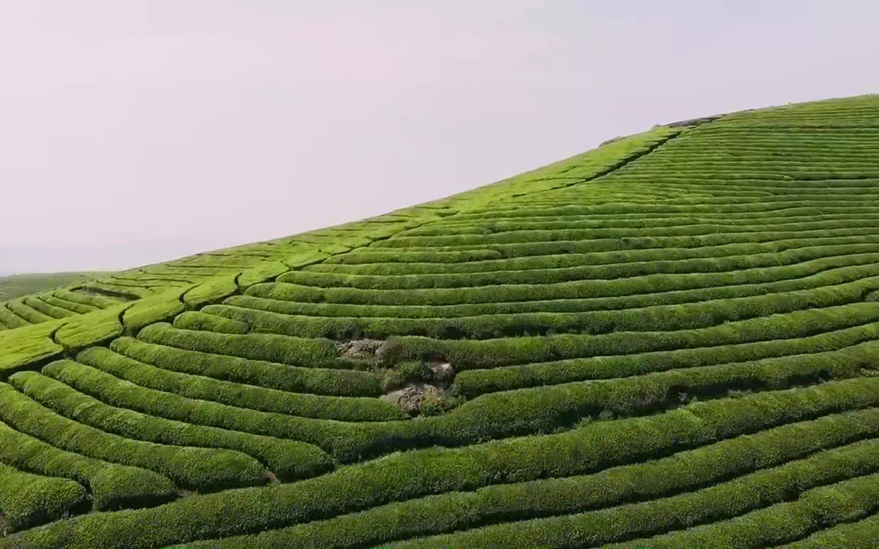 [图]约上朋友去拍山清水秀的茶园，但是说好的采茶女呢