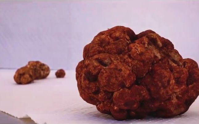 638克巨型白松露亮相昆明72万元被拍走极品638克巨型白松露惊艳亮相