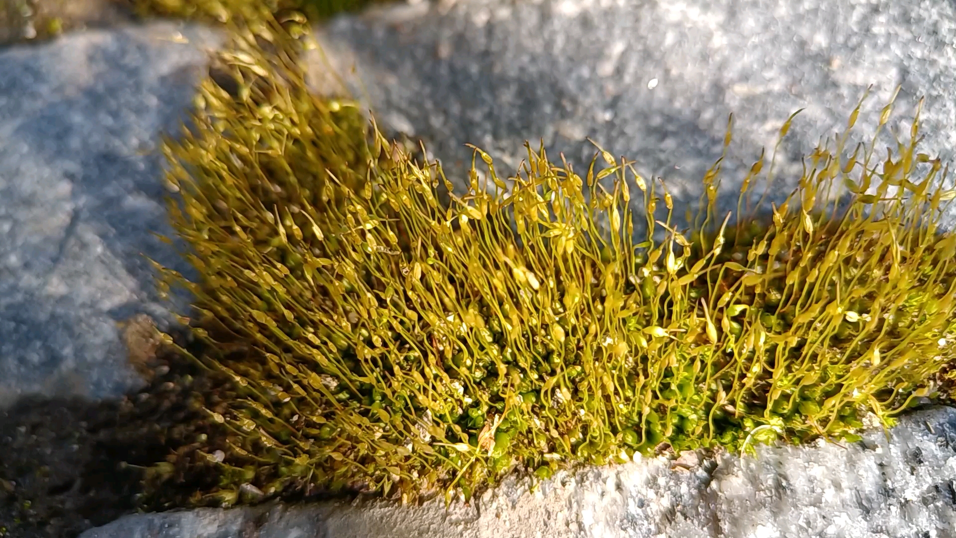 苔蘚開花嗎?不開花,看到的小花是孢子.