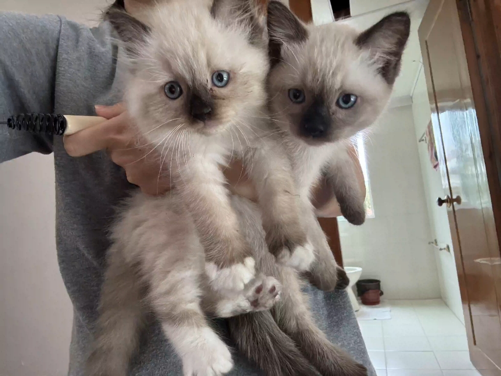 重点色手套布偶妹妹