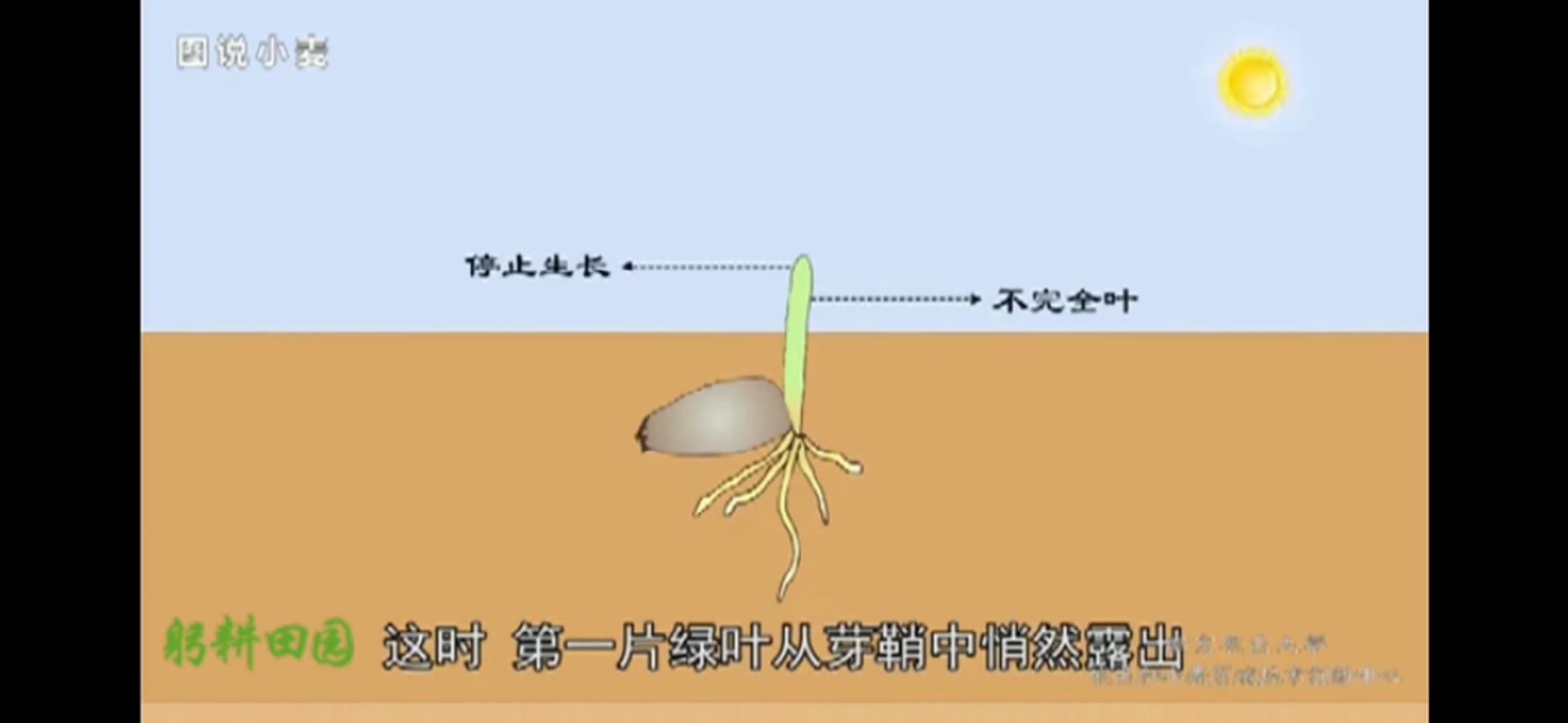 小麦的播种期和出苗期哔哩哔哩bilibili