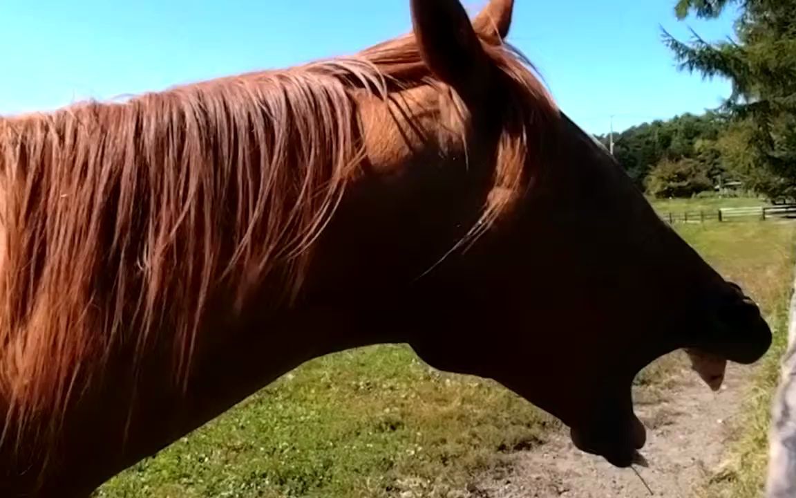 赛博马打哈欠 美浦波旁 2014.9.21