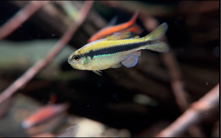 【白金红火蚁】&【白金隆背柠檬】