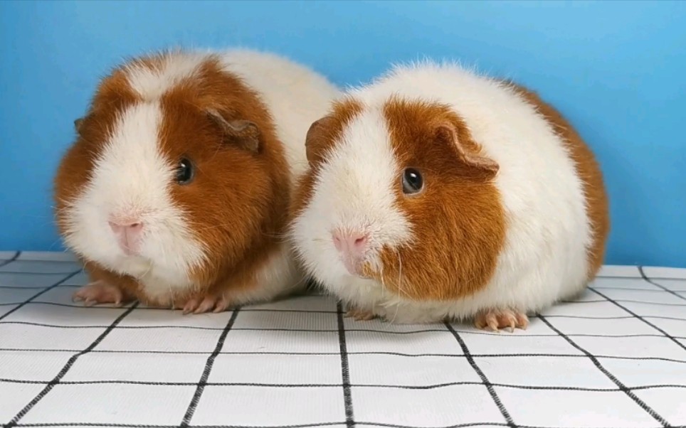 【荷兰猪】美式泰迪之红白双色_哔哩哔哩_bilibili