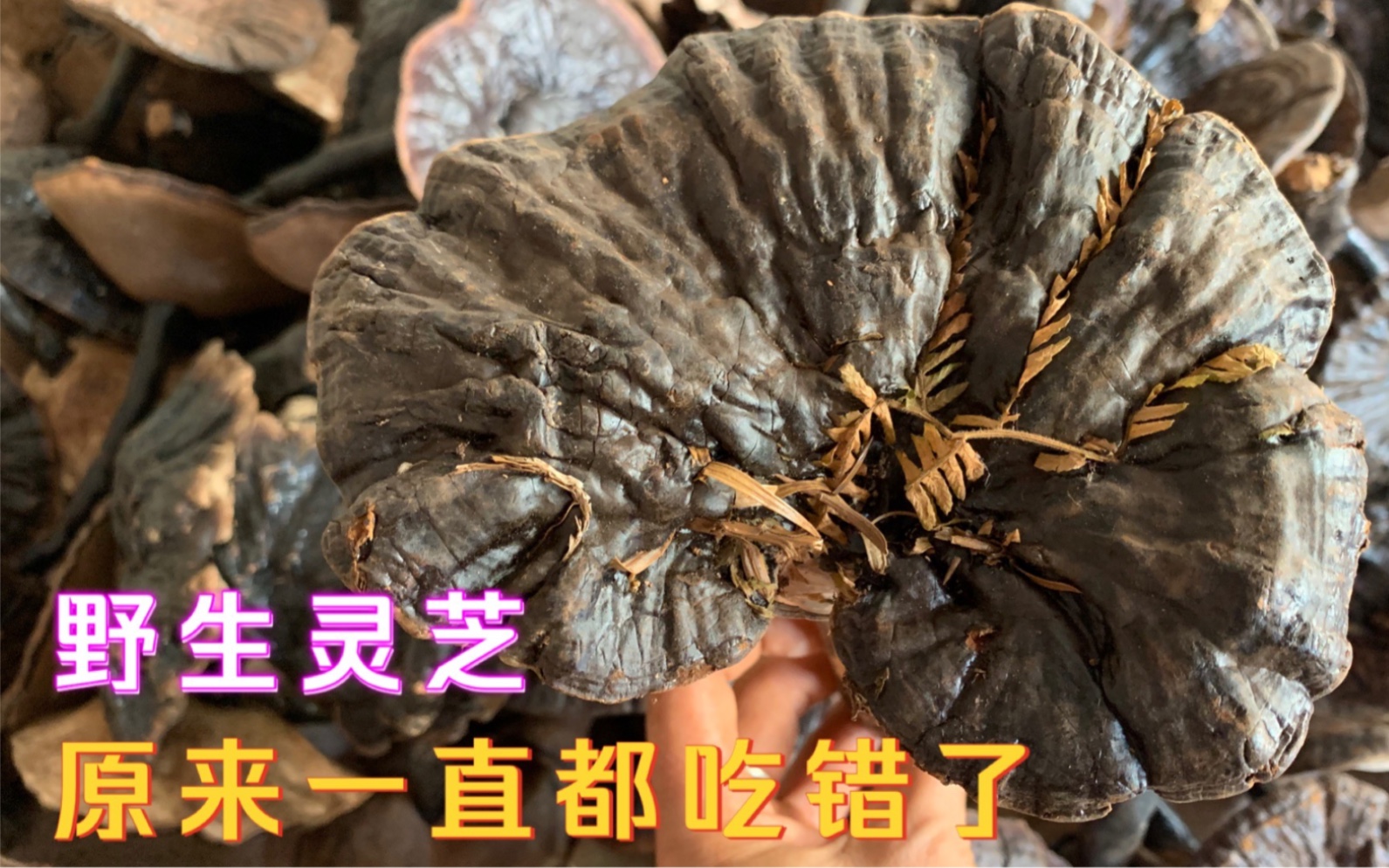 野生灵芝最简单的食用方法,诀窍告诉你,汤汁鲜甜好喝,无苦味哔哩哔哩bilibili